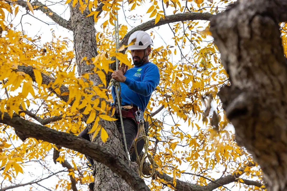 Skilled Tree Planting crew working in Marionville