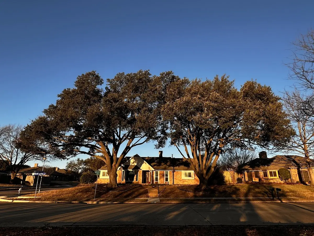 Established residential canopy tree shading a home in Marionville